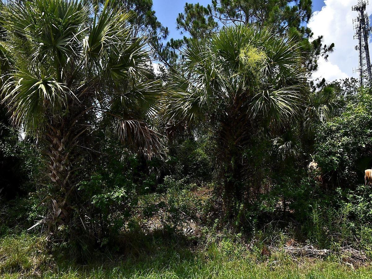 Sago Palm Rd., North Port, FL 34291