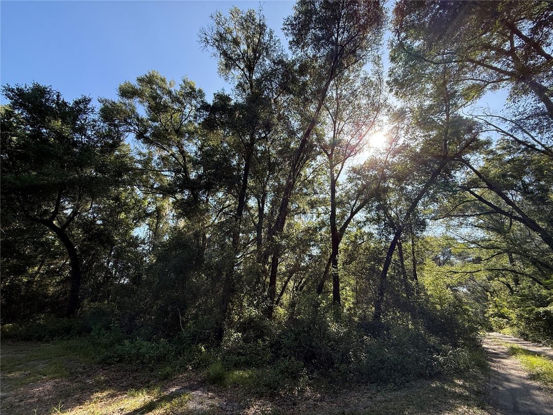 XX SE 147th Ct., Summerfield, FL 34491