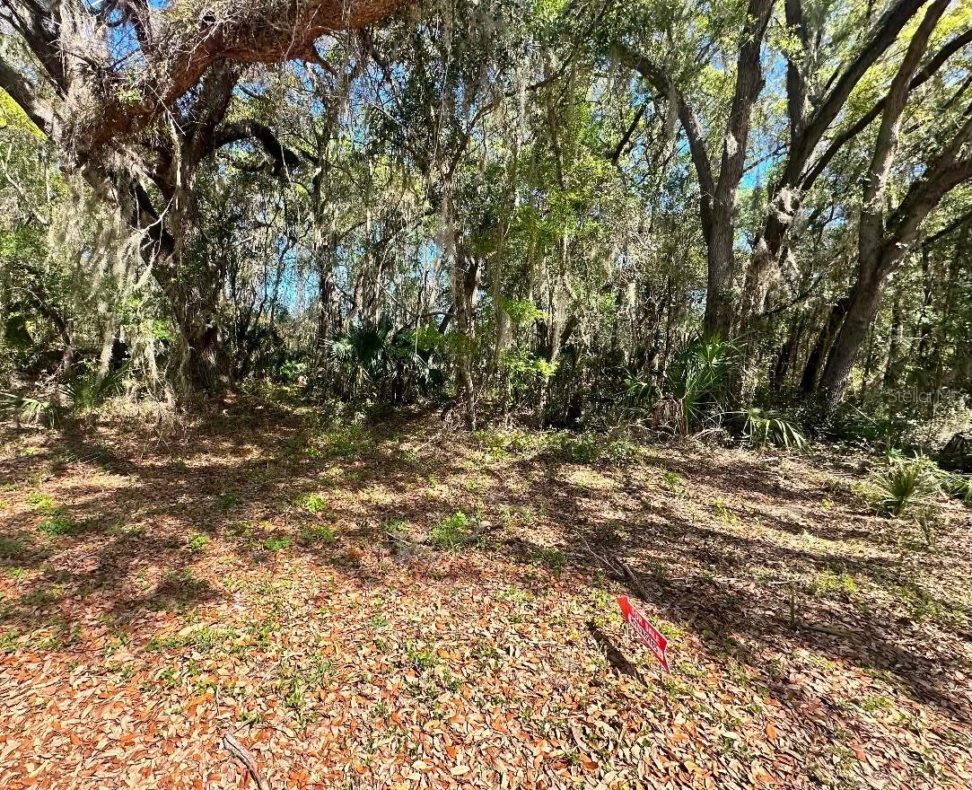 Guava Ter., Ocklawaha, FL 32179