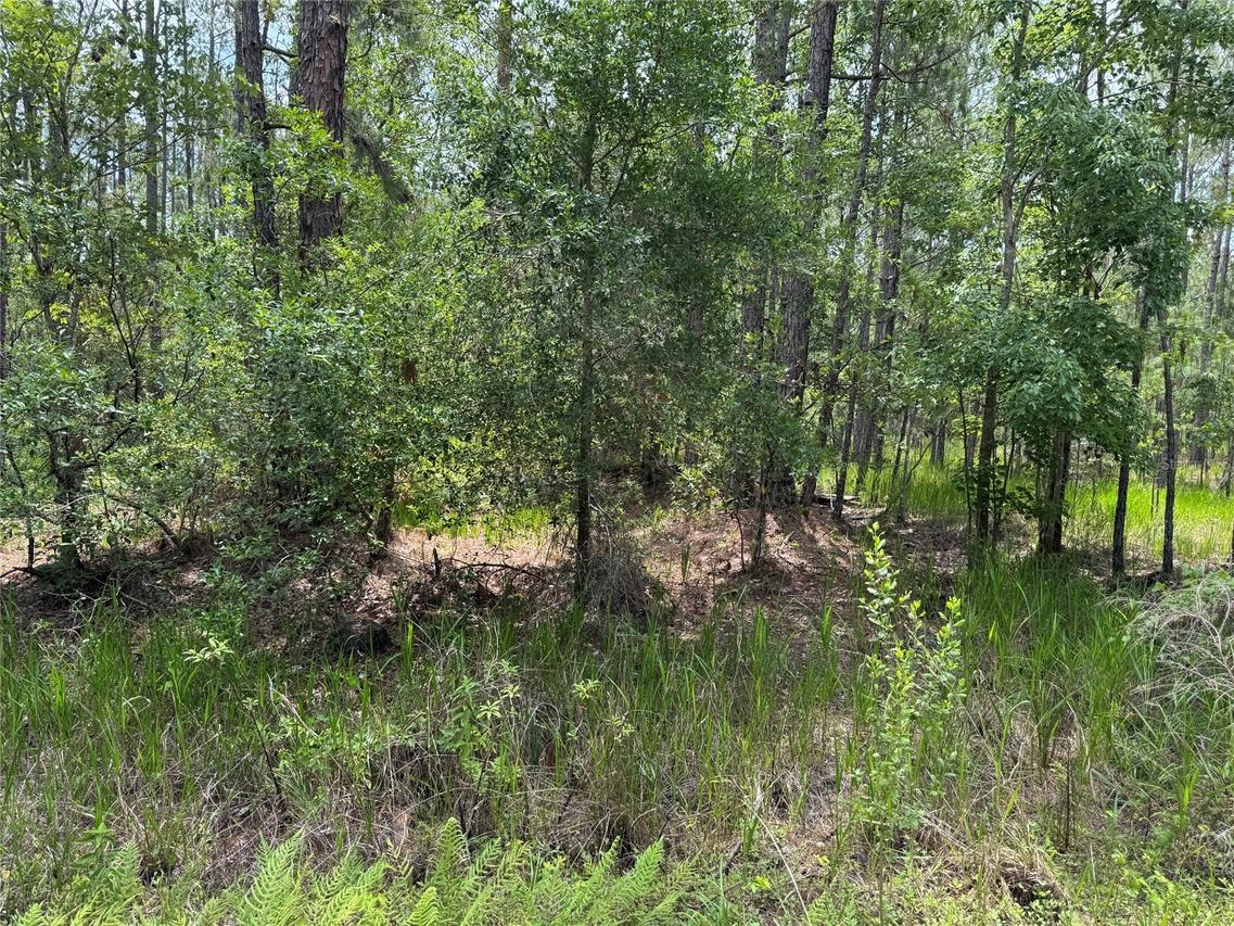 00 SW 143 Pl., Ocala, FL 34473