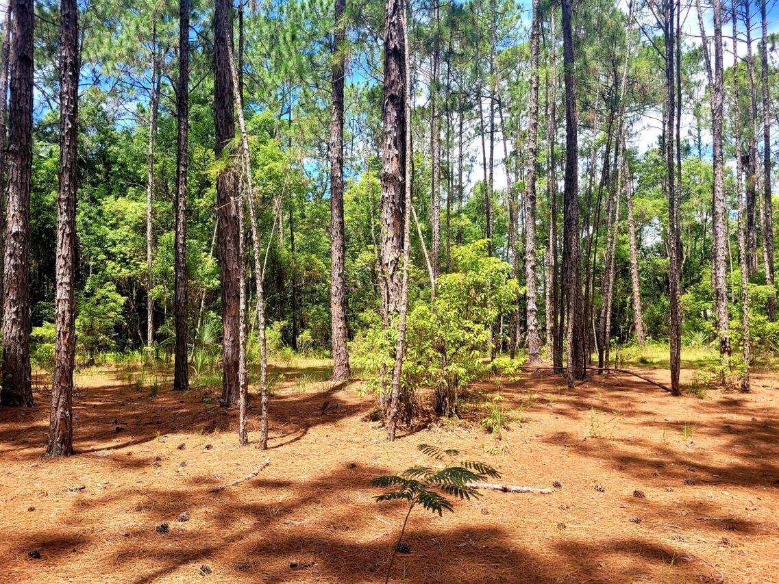 TBD Tropical Dr., Eustis, FL 32726