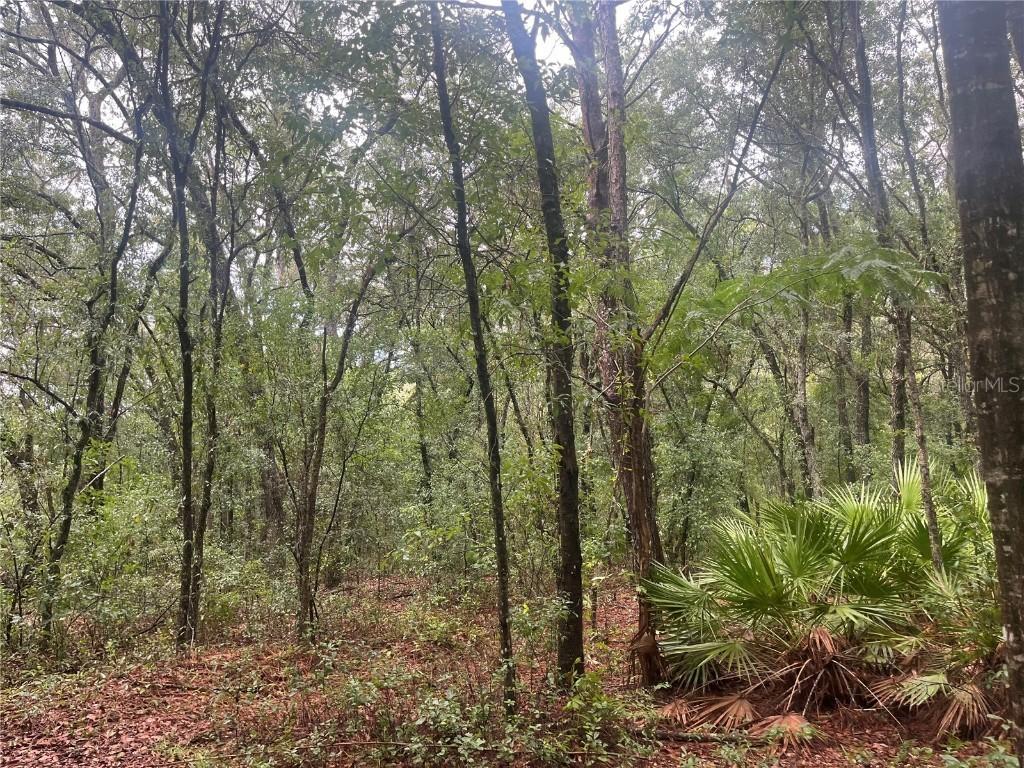 TBD Delaware Ave., Interlachen, FL 32148