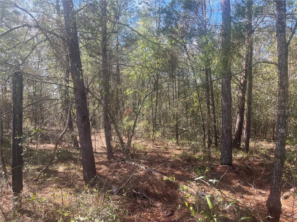 TBD Martha Dr., Interlachen, FL 32148