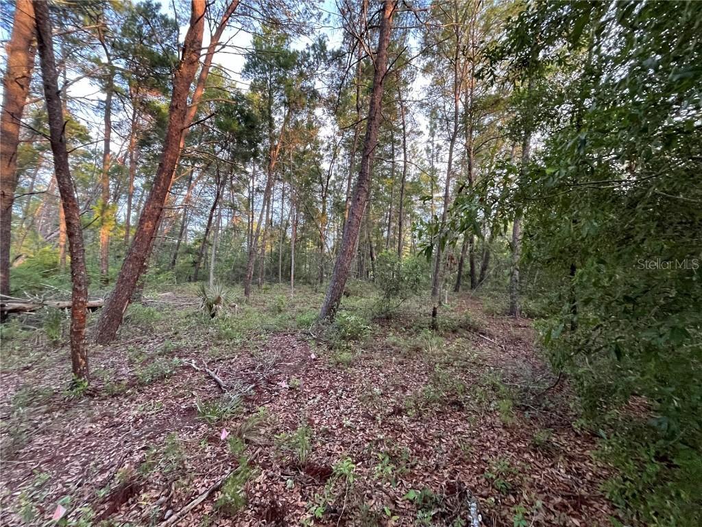 TBD Twin Lakes Rd., Interlachen, FL 32148