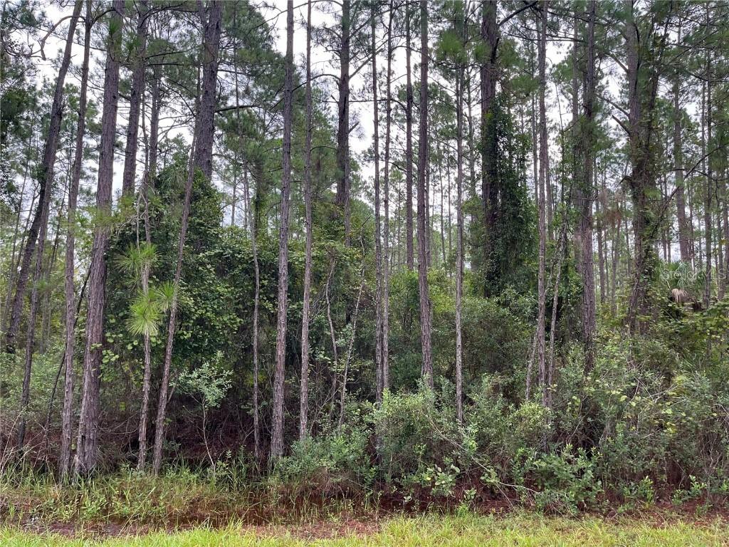 117 Mosswood St., Georgetown, FL 32139