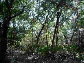 NE 247 Ct/133 Pl Null Rd., Salt Springs, FL 32134