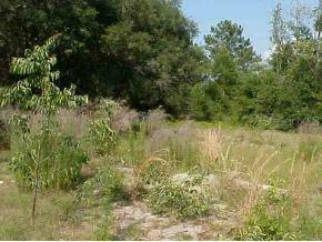 LOT 21 SE Lot 21 161 Ter., Ocklawaha, FL 32719