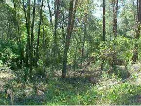 NE 112 Null Ter., Orange Springs, FL 32134