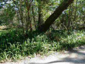 SE 133 Ter., Ocklawaha, FL 32179