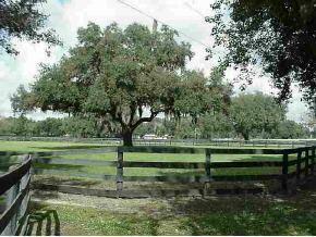 12026 NW Highway 464b, Ocala, FL 34482