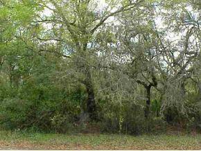 NE 117 Null Ct., Orange Springs, FL 32182