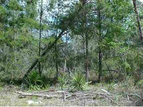 NE 238 Null St., Orange Springs, FL 32134
