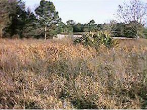 SW 142 Ct., Ocala, FL 34481