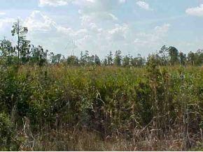 NE 130 Null Ave., Orange Springs, FL 32182