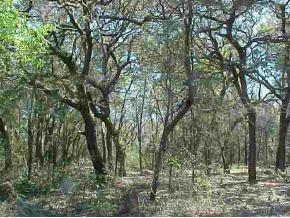 NE 239 Null St., Orange Springs, FL 32134