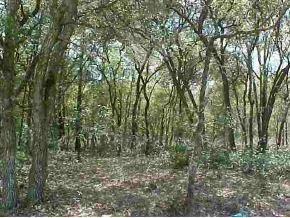 NE Highway 318 Null, Orange Springs, FL 32134