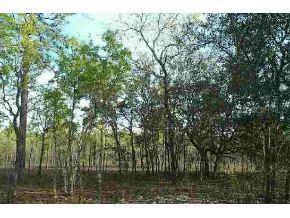 NW Ridge Wood Rd., Dunnellon, FL 33317