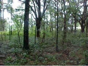 SE 147 Ln., Belleview, FL 34420