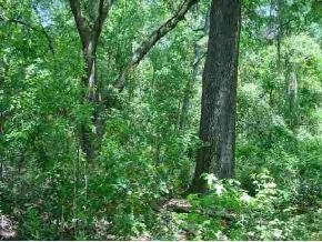 SE 63 Ct., Summerfield, FL 34491