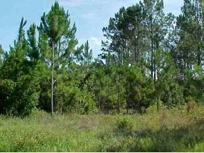 NE 227 Pl., Citra, FL 32113