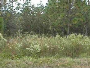 SW 81 St 138 Ter., Ocala, FL 34482