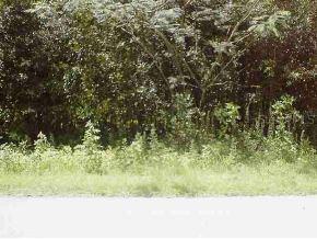 SE 46 Ct., Belleview, FL 34420