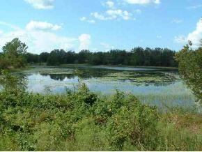 SE Maluka Rd., Ocklawaha, FL 34491