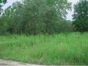 NE 20 St., Williston, FL 32696