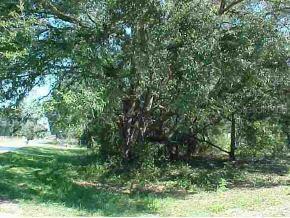 22343 NE Highway 315 Null, Orange Springs, FL 32134