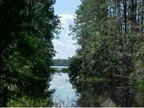 NE 234th Place Null Rd., Orange Springs, FL 32134