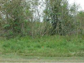 TBD SE Tbd 142 Pl., Belleview, FL 34420