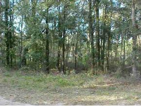 NE 160 Ln., Citra, FL 32113