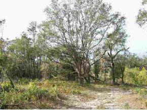W Highway 318, Reddick, FL 32686