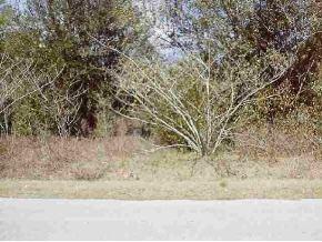 SE 138 Ln., Summerfield, FL 34491