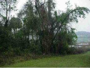 SE 59 St., Ocklawaha, FL 32179