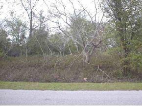 SE 135 Pl., Summerfield, FL 34491