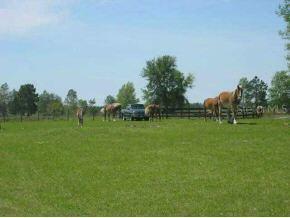 16640 NW 192 Pl., Williston, FL 32696