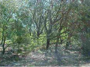 NE 1o3rd Null Ave., Orange Springs, FL 32134