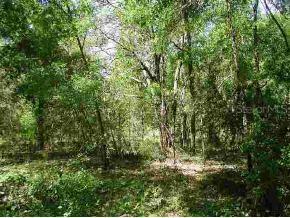 N Highway 41/27, Williston, FL 32696