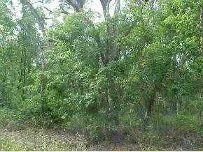 NE 227 Null Pl., Orange Springs, FL 32134