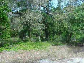 NE 105th Ave Null Rd., Orange Springs, FL 32134