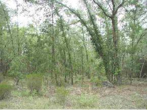 NE 135 Ter., Williston, FL