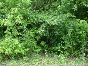 SE 42 Ct., Belleview, FL 34421