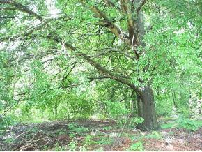 Almond Rd., Ocala, FL 34472