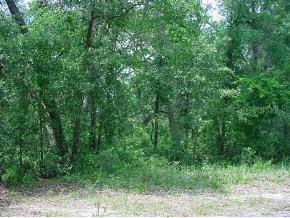 NE 223 Null St., Orange Springs, FL 32182