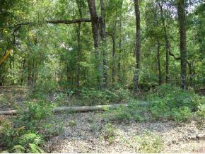 SE 131 Pl., Belleview, FL 34420