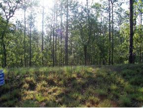 SE 148 Ct., Williston, FL 32696