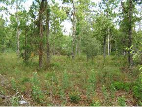 NE 20 St., Williston, FL 32696