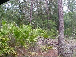 NE 103 Null Ct., Orange Springs, FL 32134