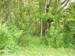NW 193 St., Reddick, FL 32686